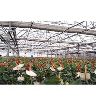 سازه گلخانه